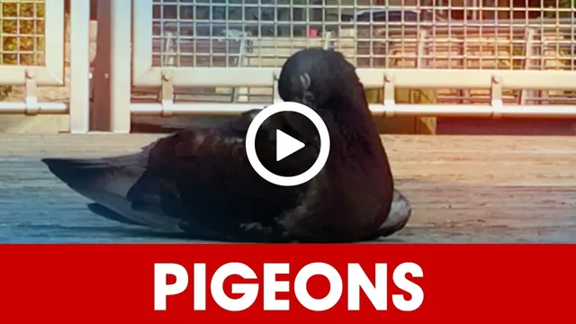 A video thumbnail made from the template: a pigeon resting on a boardwalk under a white play button, above a red band with PIGEONS in bold white capitals