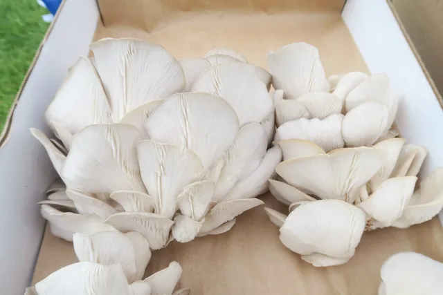 Clusters of pale oyster mushrooms packed in a cardboard box on a market table