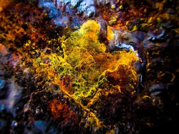 A gold and orange crust spreading over dark ground
